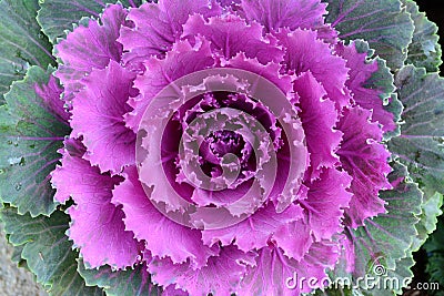 Close up purple cabbage flower in ornamental garden.