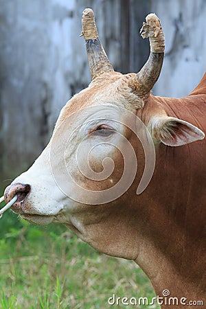 Close Up Red Cow Face