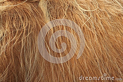 Close up of scottish highland cow in field