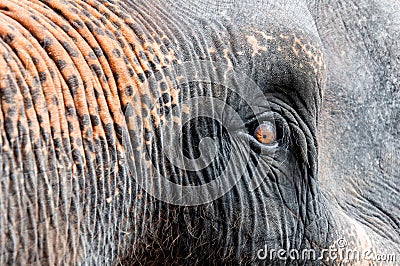 Close-up shot of Asian elephant eye