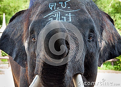 Close-up shot of Asian elephant head