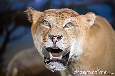 Close-up shot of roaring lion