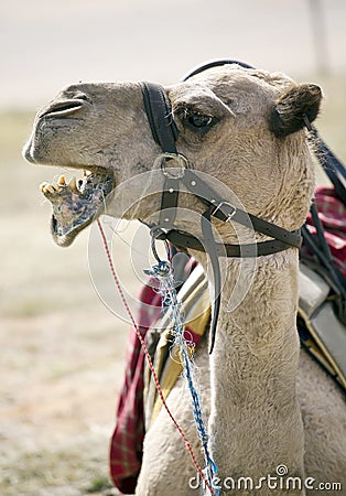 Close up of a sitting camel with open mouth and teeth visible