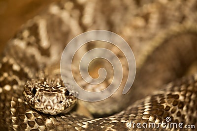 Close-up of a snake in Costa Rica