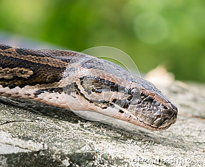 Close up snake