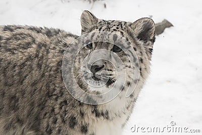 Close-up of Snow Leopard Cub against Snow Background