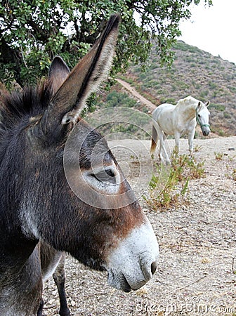 Close up of Spanish Donkey looking at white horse