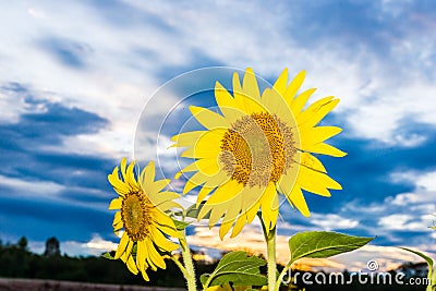 Close-up of sun flower against a blue sky and cloud.