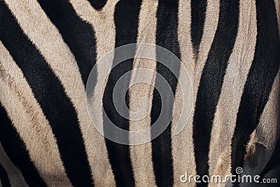 Close-up texture of warm zebra skin