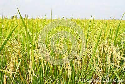 Close up tho grain of rice farm ,Thailand