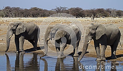 Close-up of three elephant bulls at waterhole