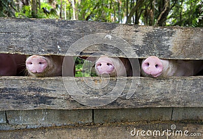 Close-up of three pig snouts