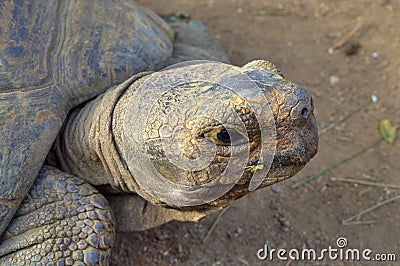 Close Up of Tortoise Head