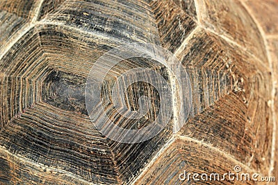 Close-up of tortoise shell