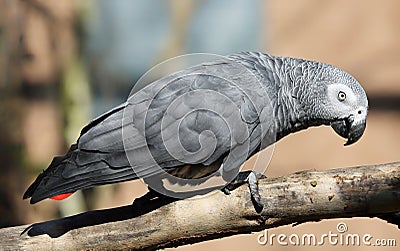 Close-up view of an African grey parrot