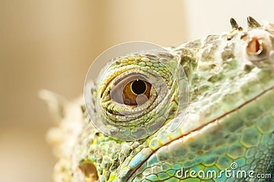 Close-up view of the lizard eye