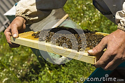 Close up view of the working bees on honey cells