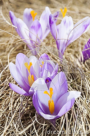 Close -up of violet small crocus flower
