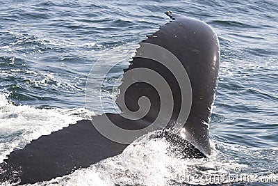 Close up of a whale