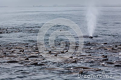 Close-up of whale spout in midst sea lion pod