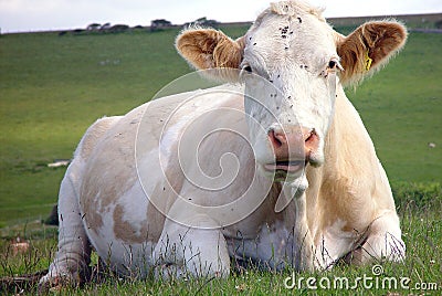 Close up of white cow
