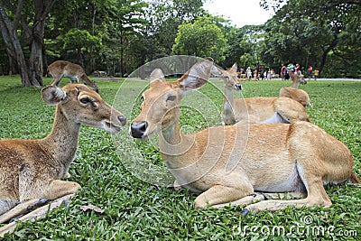 Close up of wild deer in open zoo use for animals wild life in z