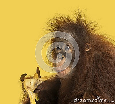 Close-up of a young Bornean orangutan eating a banana, Pongo pygmaeus