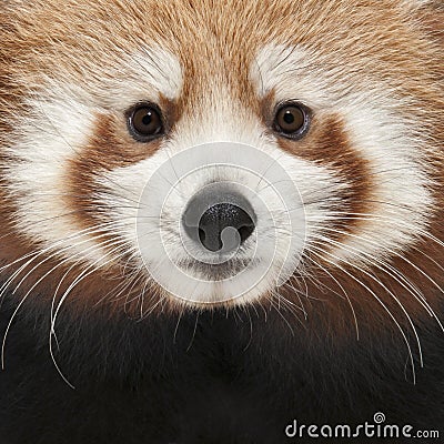 Close-up of Young Red panda or Shining cat