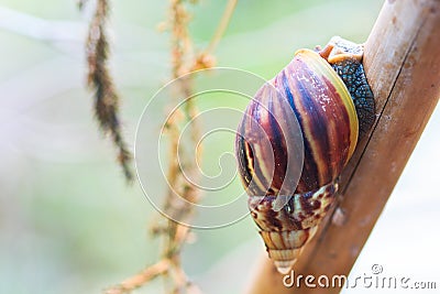 Closed up of snail