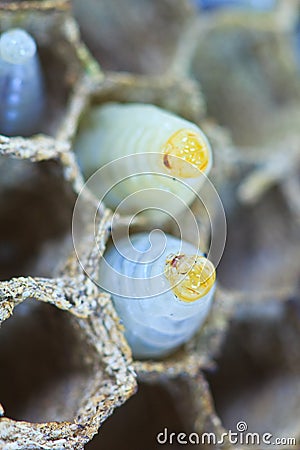 Closed up of wasp egg