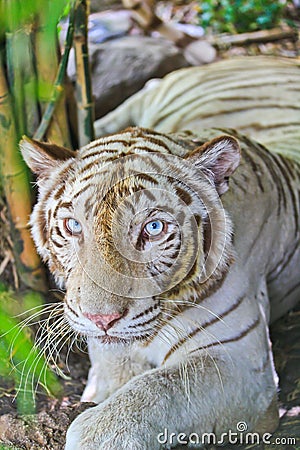 Closed up white tiger
