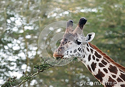 Closer look of a beautiful Giraffes eating acacia bush