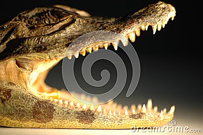 Closeup of an alligator mouth