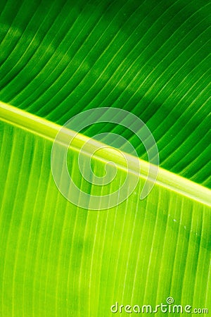 Closeup of banana leaf texture, green and fresh