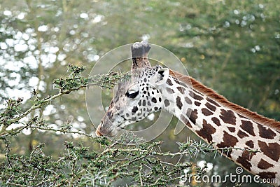 Closeup of a beautiful Giraffes eating acacia bush