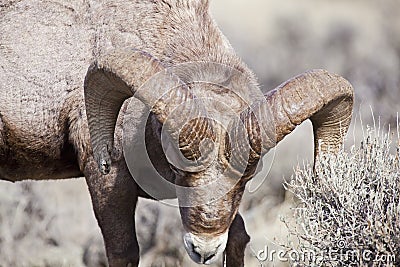 Closeup of Big Horn Sheep Ram