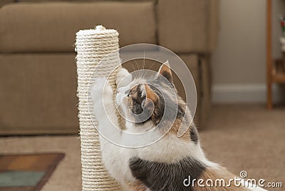 Closeup of cat using scratching post