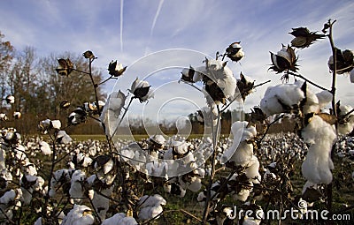 Cotton plants in bloom