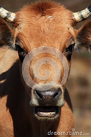 Closeup of cow s head with mouth open