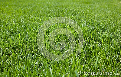 Closeup of cut grass