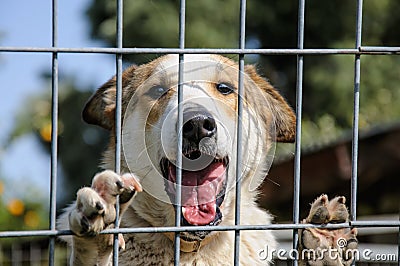 Closeup of a dog looking through the bars of a fance