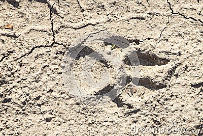 Closeup of dog paw print on dry cracked ground