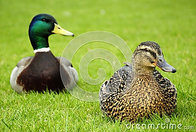 Closeup for ducks couple