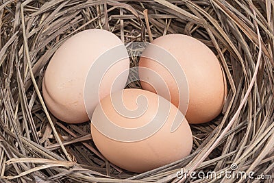 Closeup eggs at hay nest