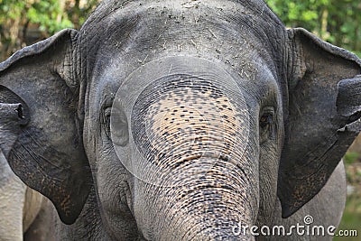 Closeup of elephant head
