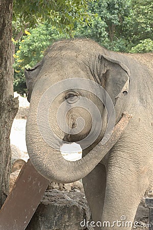 Closeup on elephant head