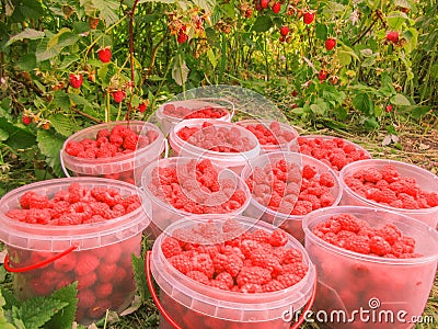 Closeup of freshly picked raspberries in plastic boxes on raspberry s bush background, horizontal photo, photo took in the vicinit