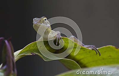 Closeup of a Garden Lizard