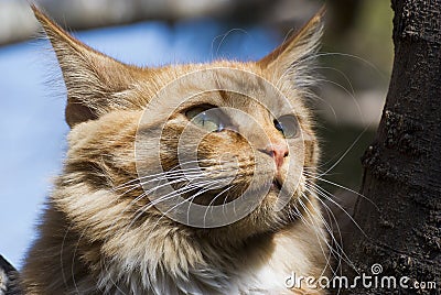 Closeup of a Ginger cat in a tree