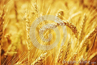 Closeup on golden wheat field